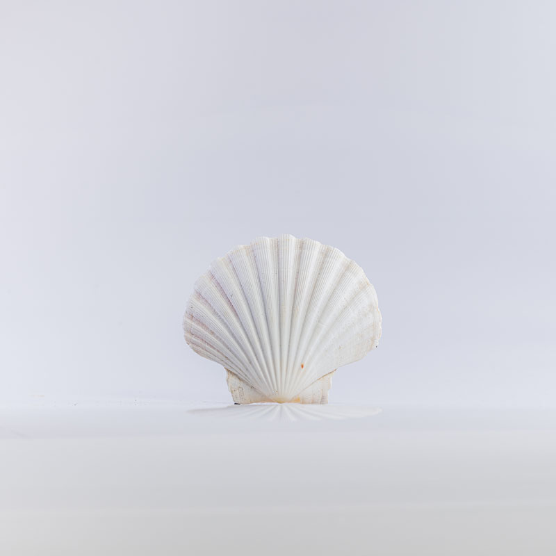 Location Coquille saint Jacques