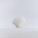 Location Coquille saint Jacques