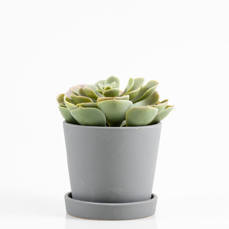 Location Fausse plante grasse en pot