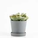 Location Fausse plante grasse en pot