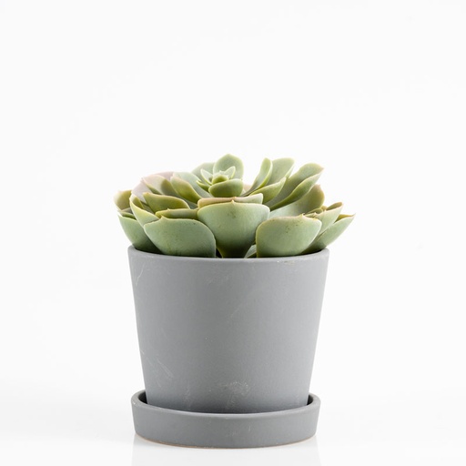 [D127] Location Fausse plante grasse en pot