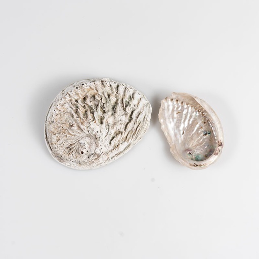 [D166] Location Lot 5 coquillages nacrés